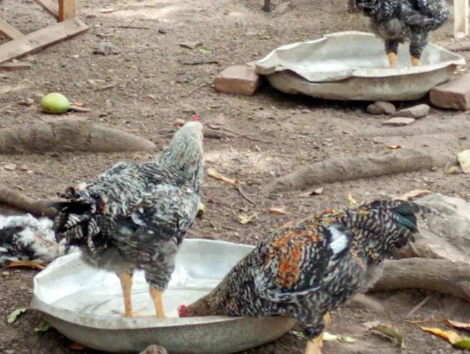 Tenho 11 frangos a venda sebmndo todos pedrez sendo 8 machos e 3 fêmeas !