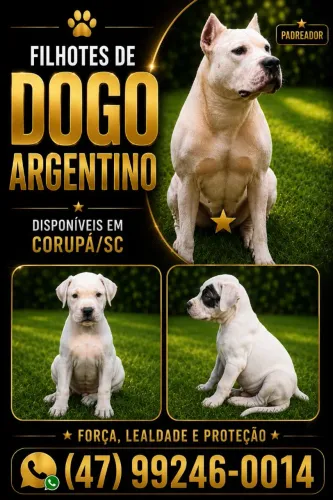 Filhotes Dogo Argentino