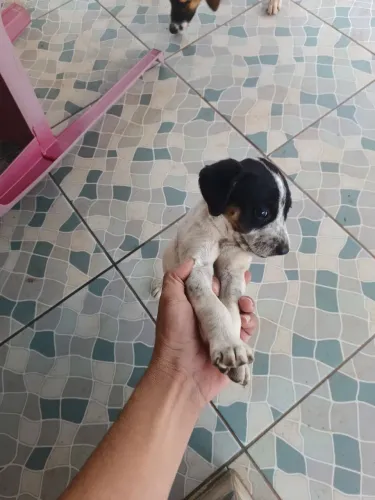 Casal filhotes doação