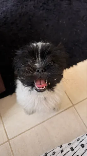 Shih tzu