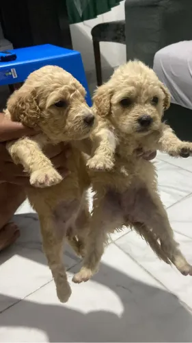 Poodle 