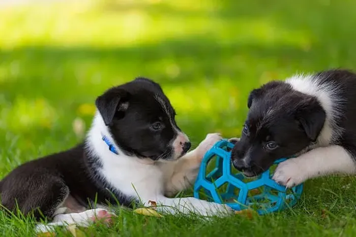 Filhote de Border Collie O Parceiro Que Encanta Pela Energia e Dedicação