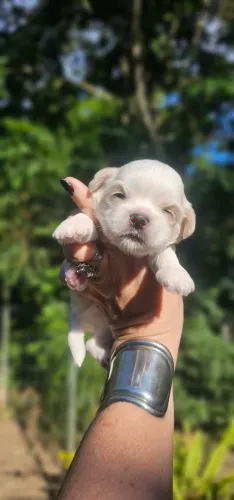 Shih-tzu Macho - Maravilhoso e Tipico