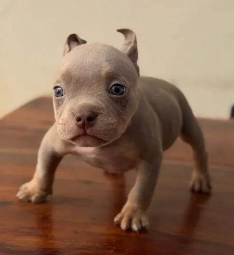 American Bully Micro Filhotes com Pedigree