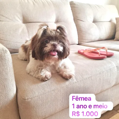 Shih tzu 