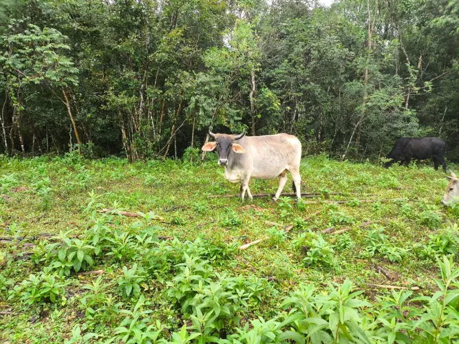 Vaca leiteira