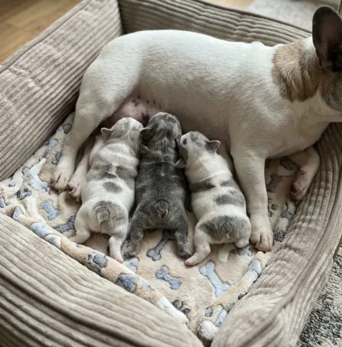 Bulldog Francês