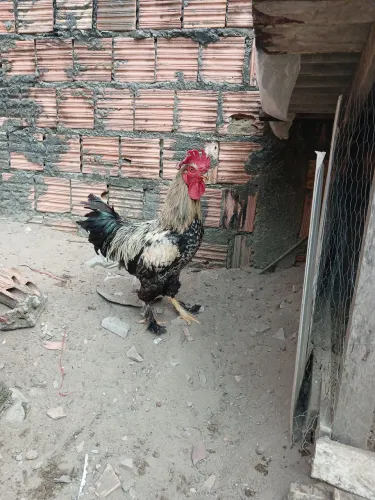 Galo e galinha