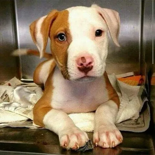 Pitbull - Filhotinho Que Só Quer Um Lugar Para Chamar De Lar 