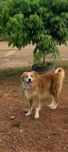 Cachorro