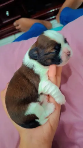 Animais de estimação