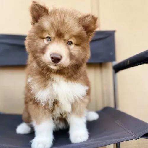 Filhotes de Husky Siberiano | Sempre muito fofo.