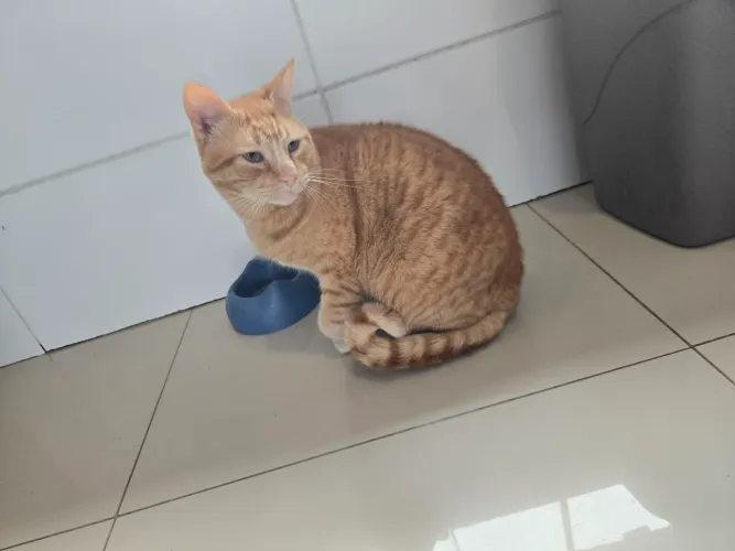 Gato amarelo