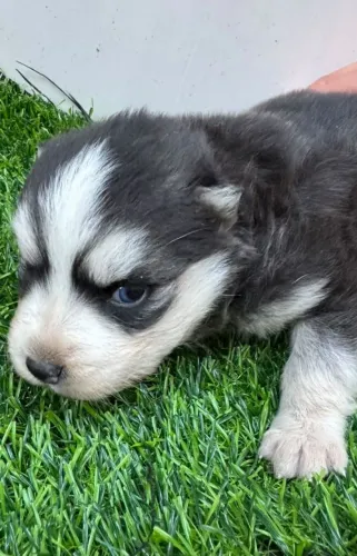 Husky siberiano