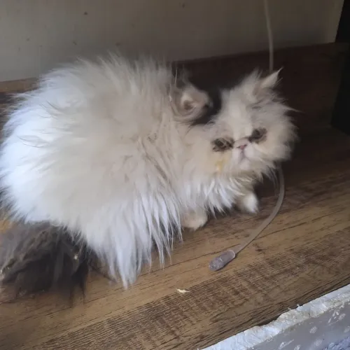 Gato persa filhote pedigree 