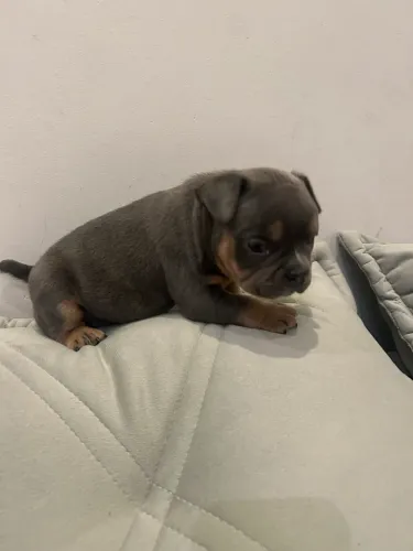 América bully