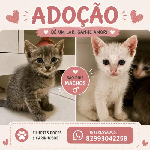 Doação de gatinhos