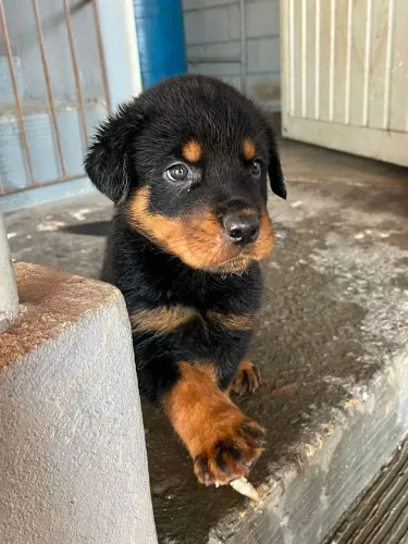 Filhote de Rottweiler protetor e leal
