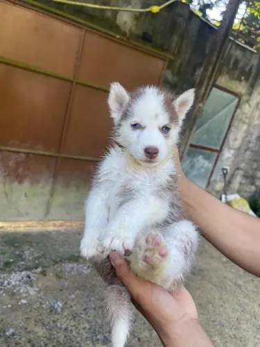Husky siberiano