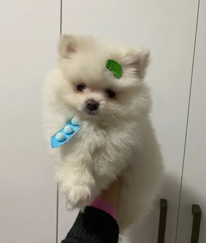 Lulu da Pomerania - Spitz alemão anão 