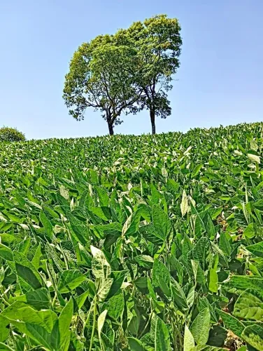 SÍTIO À VENDA | 4 Alqueires de Terra Roxa em Uraí - PR | 100% Mecanizável