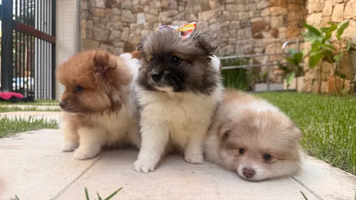 Filhotes de lulu da Pomerânia, Sptiz alemão.