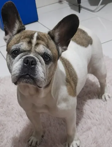Cachorro 