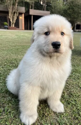 Golden Retriever - Uma Fofura Esperando Seu Próximo Destino