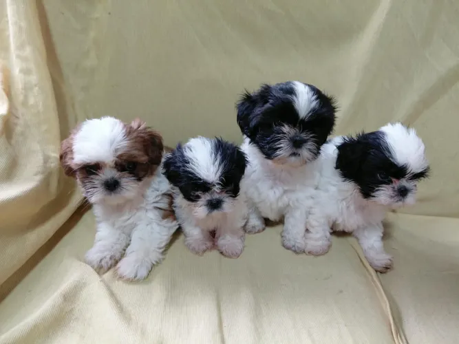 Shih Tzu - Filhotes disponíveis