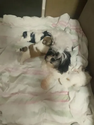 Cachorro shih Tzu