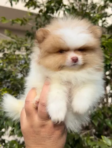 Lulu da Pomerânia Spitz alemão