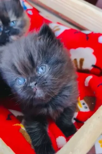 Gato persa