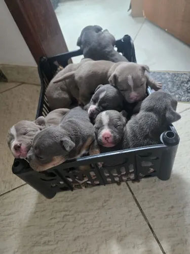 Filhotes de american bully