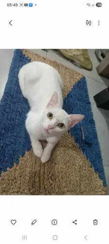 Doação gata fêmea
