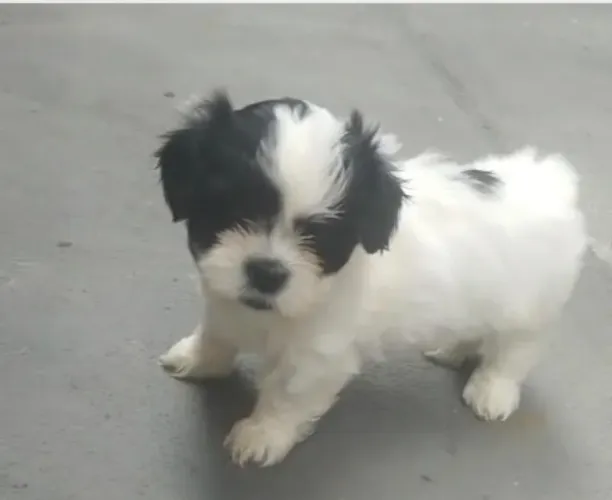 Shih tzu romantico