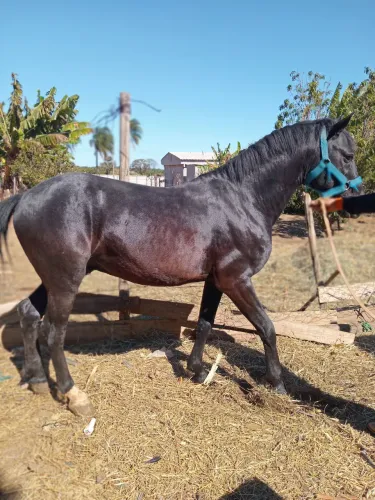 Cavalo 