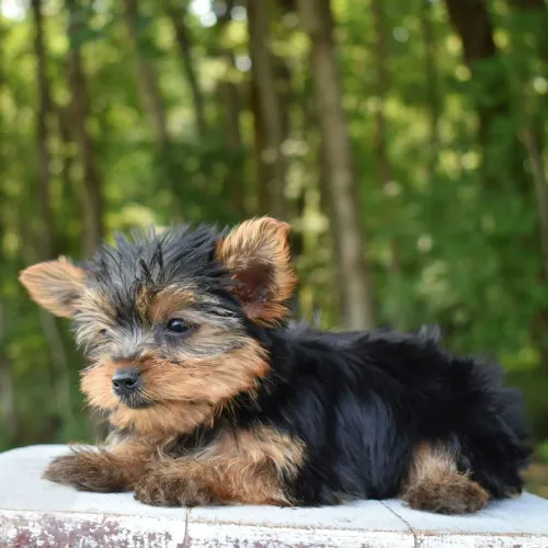 Yorkshire Terrier/ Filhotinho de Raça pura com pedigree 