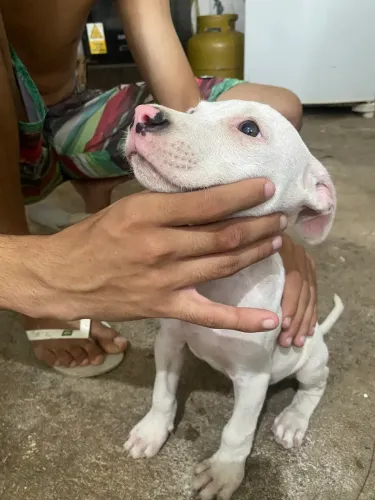Filhote de pitbull 