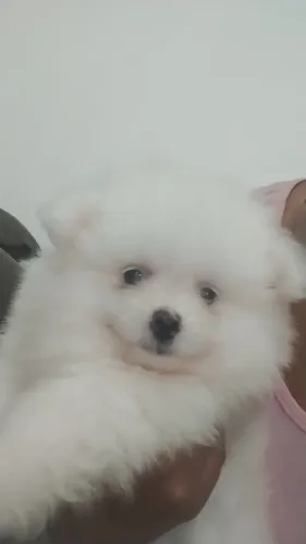 Lulu da Pomerânia Anão fêmea