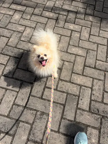 Vendo cachorro Lulu da Pomerania