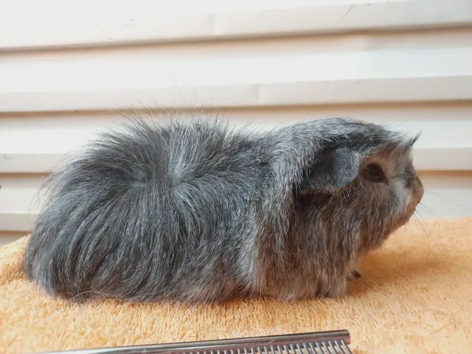 Porquinho da india Raça Angorá 