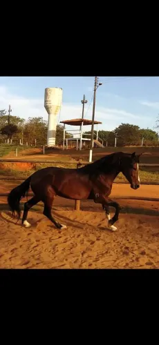 Mangalarga marchador