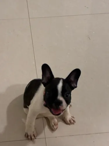 Buldogue Francês