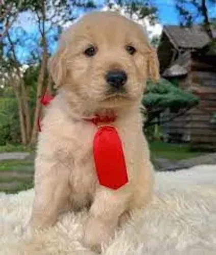 Golden Retriever : Filhotes Ótimos preços Puros