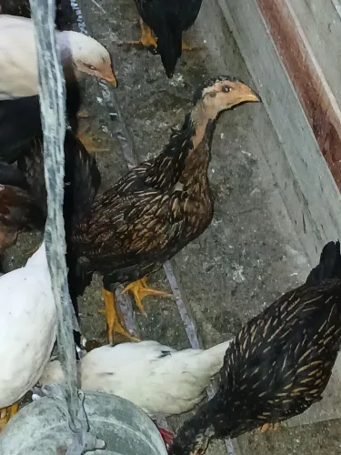 Galo indio pinto macho e femea