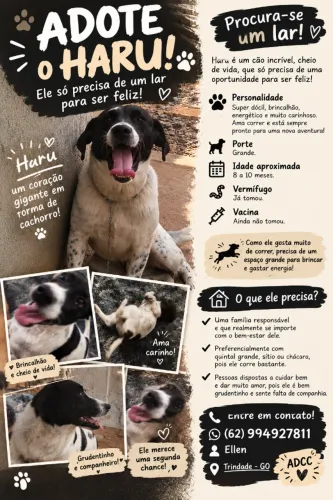 Doação Cachorro