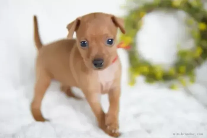 Filhotes de Pinscher/Pincher de Pelagem Brilhante Macho e Fêmea com Garantias