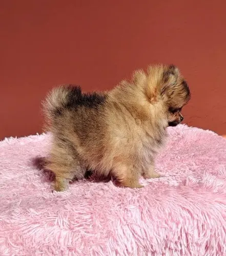Lulu da pomerania anão macho laranja legítimo
