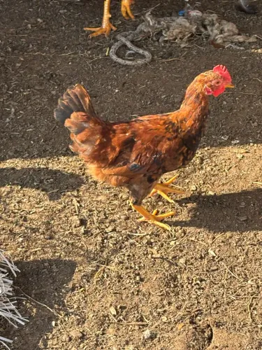 Ganizé macho