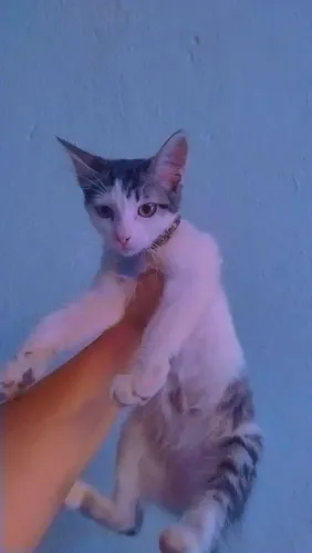 gatinhas fêmea de 3 mês pra doacao